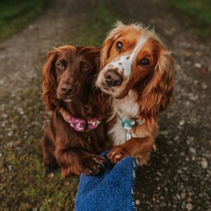 Muddy Paw / Slobber Cloths